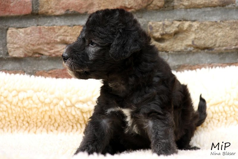 2011-05-28 Puppies Candy & Svet (21).jpg